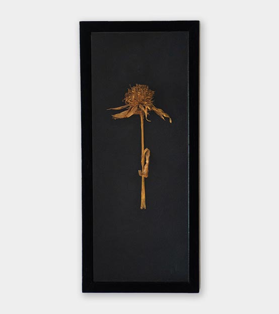 Flor de vida